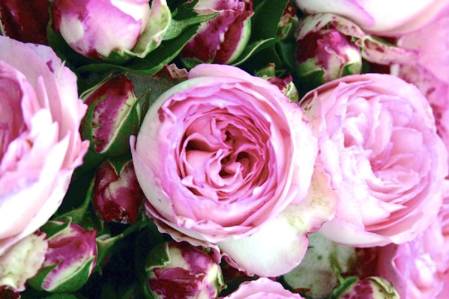 Rose 'Mini Eden Rose' (Beetrose/Kletterrose) 3 Rose 'Mini Eden Rose' (Beetrose/Kletterrose)