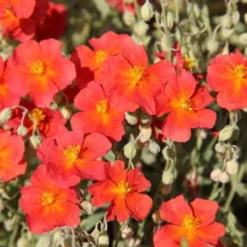 Summer Of Love (Belebende Flower Power Für Ihren Garten!) 31 Summer Of Love (Belebende Flower Power Für Ihren Garten!) -Gartenpflanzen Verkaufsladen 2002767 Summer 20of 20Love Belebende 20Flower 20Power 20fuer 20Ihren 20Garten 10