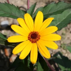 Summer Of Love (Belebende Flower Power Für Ihren Garten!) 33 Summer Of Love (Belebende Flower Power Für Ihren Garten!) -Gartenpflanzen Verkaufsladen 2002767 Summer 20of 20Love Belebende 20Flower 20Power 20fuer 20Ihren 20Garten 12