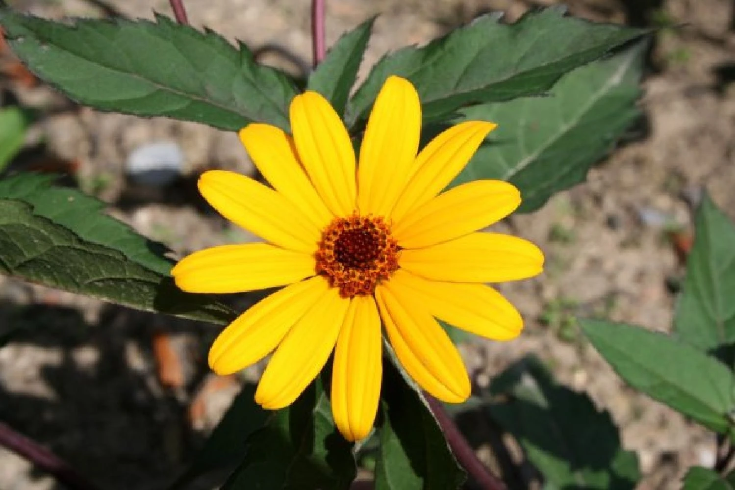 Summer Of Love (Belebende Flower Power Für Ihren Garten!) 14 Summer Of Love (Belebende Flower Power Für Ihren Garten!) – Bild 12