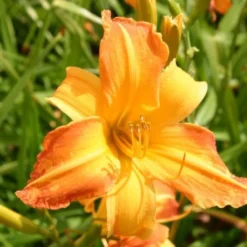 Summer Of Love (Belebende Flower Power Für Ihren Garten!) 34 Summer Of Love (Belebende Flower Power Für Ihren Garten!) -Gartenpflanzen Verkaufsladen 2002767 Summer 20of 20Love Belebende 20Flower 20Power 20fuer 20Ihren 20Garten 13