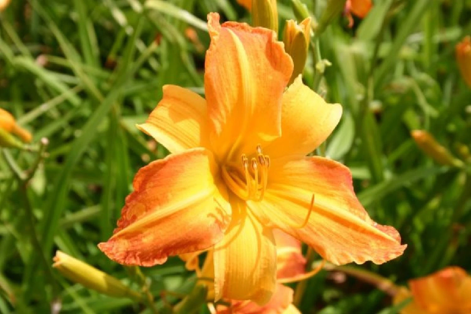 Summer Of Love (Belebende Flower Power Für Ihren Garten!) 15 Summer Of Love (Belebende Flower Power Für Ihren Garten!) – Bild 13