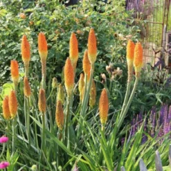 Summer Of Love (Belebende Flower Power Für Ihren Garten!) 35 Summer Of Love (Belebende Flower Power Für Ihren Garten!) -Gartenpflanzen Verkaufsladen 2002767 Summer 20of 20Love Belebende 20Flower 20Power 20fuer 20Ihren 20Garten 14