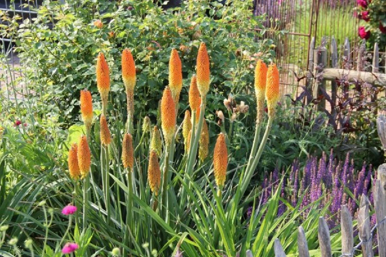 Summer Of Love (Belebende Flower Power Für Ihren Garten!) 16 Summer Of Love (Belebende Flower Power Für Ihren Garten!) – Bild 14