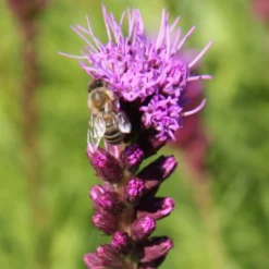 Summer Of Love (Belebende Flower Power Für Ihren Garten!) 36 Summer Of Love (Belebende Flower Power Für Ihren Garten!) -Gartenpflanzen Verkaufsladen 2002767 Summer 20of 20Love Belebende 20Flower 20Power 20fuer 20Ihren 20Garten 15