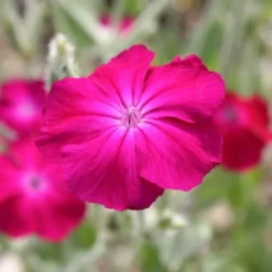 Summer Of Love (Belebende Flower Power Für Ihren Garten!) 37 Summer Of Love (Belebende Flower Power Für Ihren Garten!) -Gartenpflanzen Verkaufsladen 2002767 Summer 20of 20Love Belebende 20Flower 20Power 20fuer 20Ihren 20Garten 16