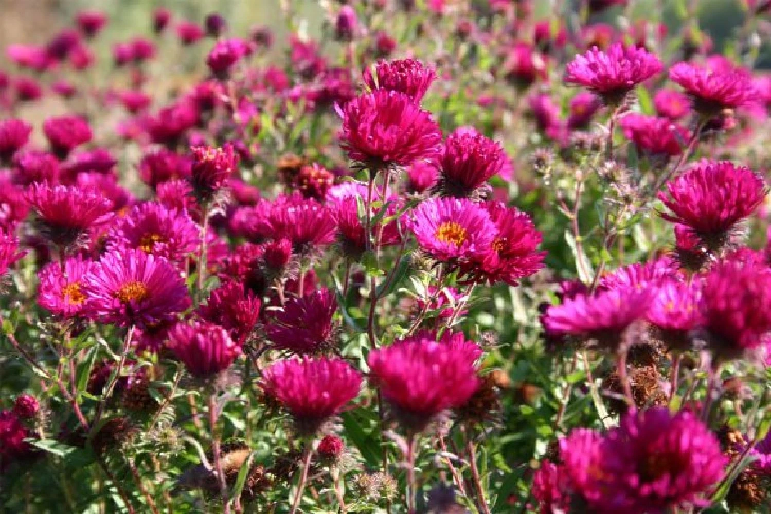 Summer Of Love (Belebende Flower Power Für Ihren Garten!) 4 Summer Of Love (Belebende Flower Power Für Ihren Garten!) – Bild 2