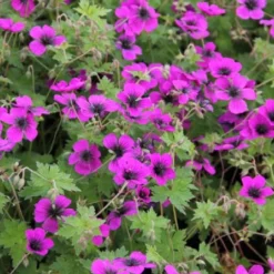 Summer Of Love (Belebende Flower Power Für Ihren Garten!) 26 Summer Of Love (Belebende Flower Power Für Ihren Garten!) -Gartenpflanzen Verkaufsladen 2002767 Summer 20of 20Love Belebende 20Flower 20Power 20fuer 20Ihren 20Garten 5