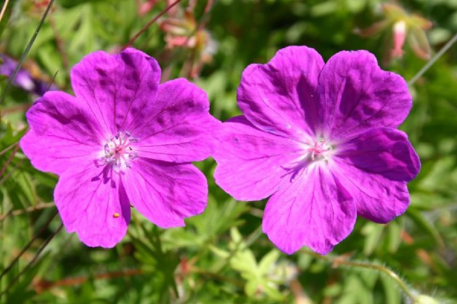 Summer Of Love (Belebende Flower Power Für Ihren Garten!) 8 Summer Of Love (Belebende Flower Power Für Ihren Garten!) – Bild 6