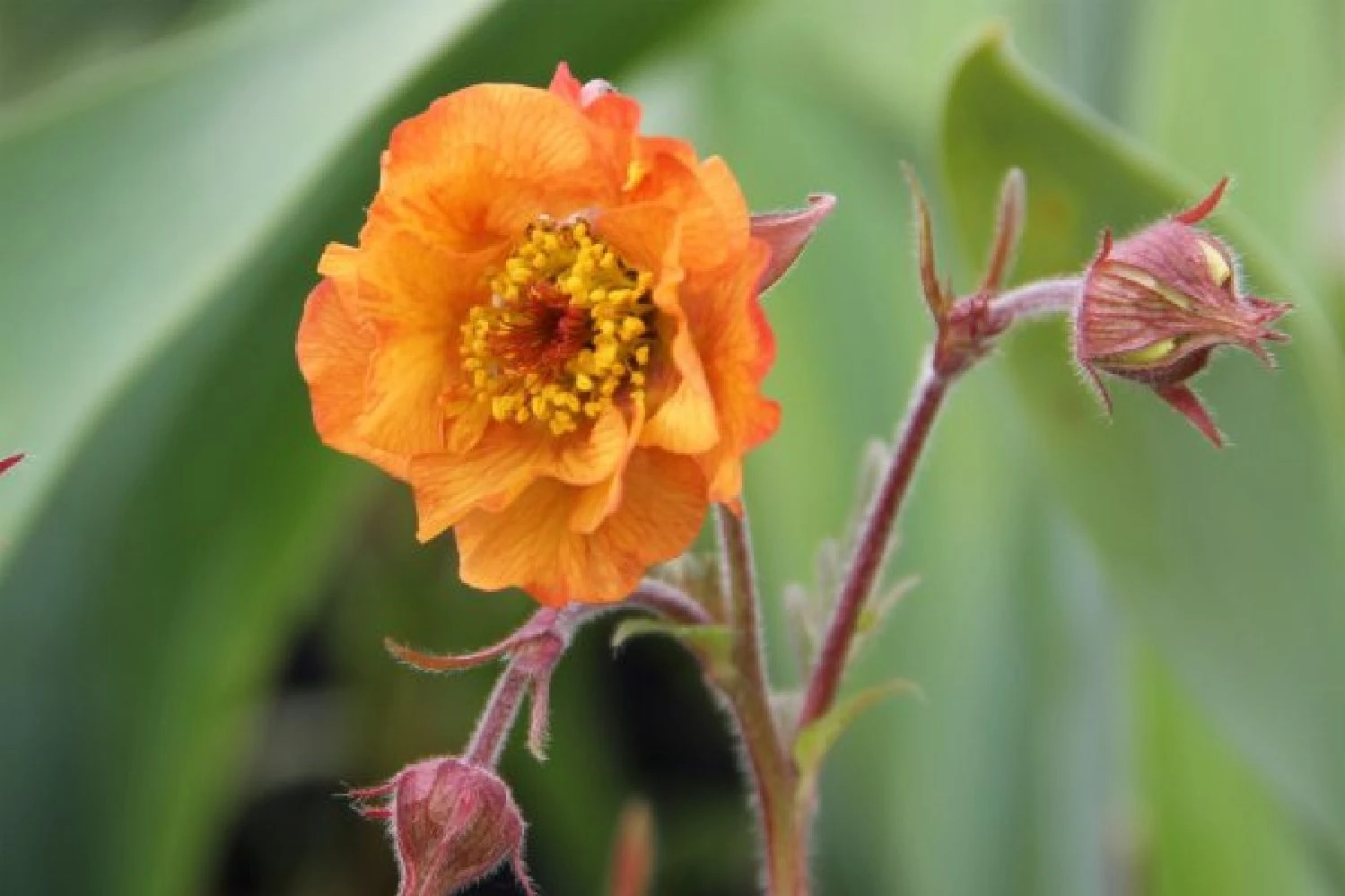 Summer Of Love (Belebende Flower Power Für Ihren Garten!) 9 Summer Of Love (Belebende Flower Power Für Ihren Garten!) – Bild 7