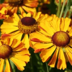 Summer Of Love (Belebende Flower Power Für Ihren Garten!) 29 Summer Of Love (Belebende Flower Power Für Ihren Garten!) -Gartenpflanzen Verkaufsladen 2002767 Summer 20of 20Love Belebende 20Flower 20Power 20fuer 20Ihren 20Garten 8