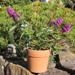 Buddleja Davidii 'Free Petite® Tutti Frutti' (Zwerg-Sommerflieder) -Gartenpflanzen Verkaufsladen 2002911 Buddleja 20davidii 20Free 20Petite 20Tutti 20Frutti Zwerg Sommerflieder 3