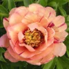 Paeonia Itoh-Hybride 'Callie's Memory' (Intersektionelle Pfingstrose) -Gartenpflanzen Verkaufsladen 2002917 Paeonia 20Itoh Hybride 20Callies 20Memory Intersektionelle 20Pfingstrose 1
