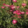 Rose 'Libertas' (Ramblerrose) -Gartenpflanzen Verkaufsladen 2003016 Rose 20Libertas Ramblerrose 1 93d600a6 7e86 4f2e a236 61c0b36fe5a7
