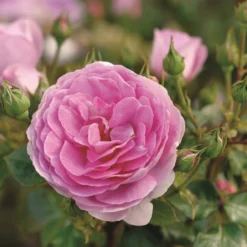 Rose 'Ozeana' (Kletterrose)