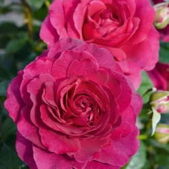 Rose 'Laudatio' (Beetrose)