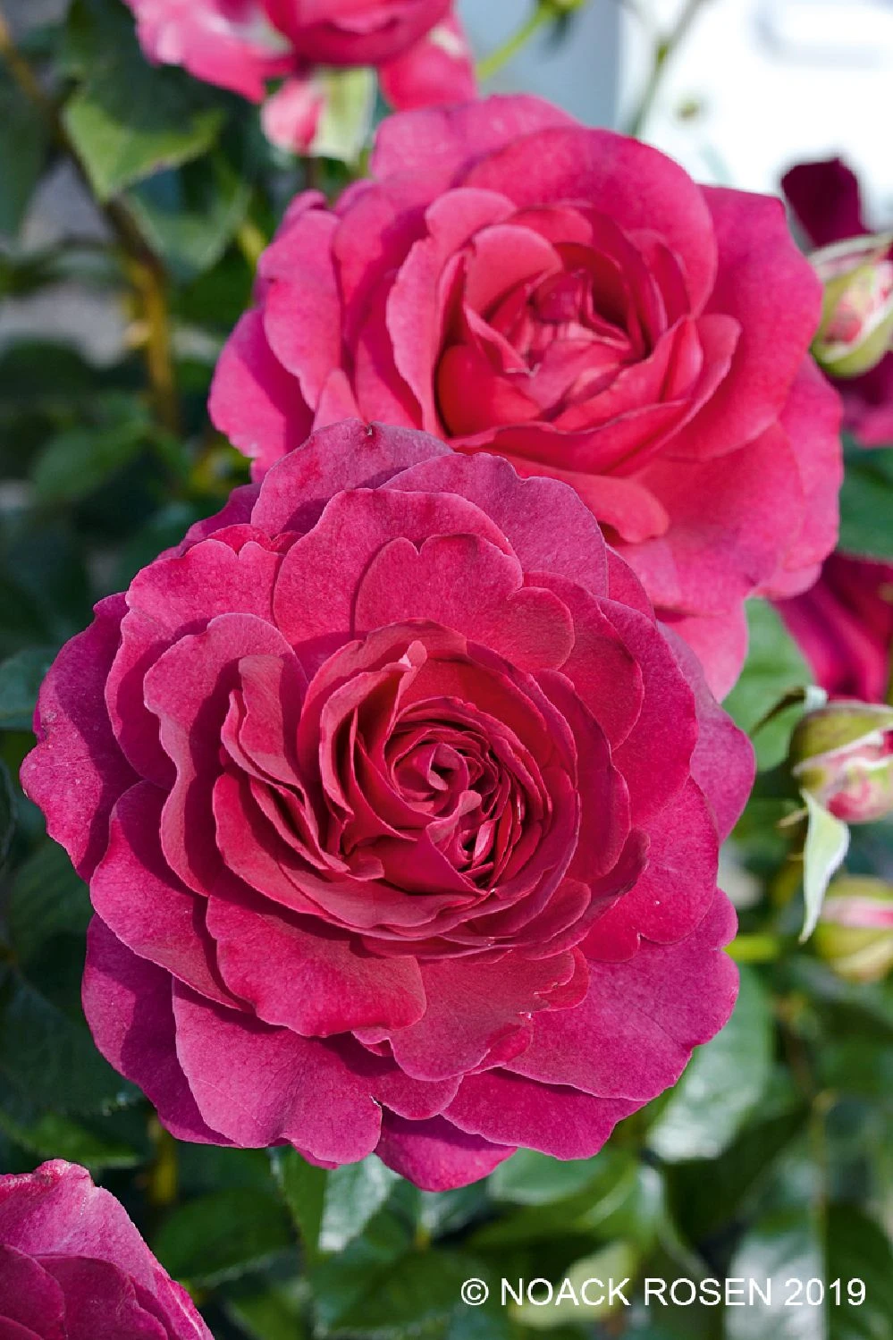 Rose 'Laudatio' (Beetrose) 3 Rose 'Laudatio' (Beetrose)