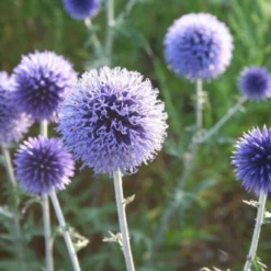 Traumhaftes Terrassenbeet (Doppelte Freude Durch Zwei Ansichtsseiten) -Gartenpflanzen Verkaufsladen 2003046 Traumhaftes 20Terrassenbeet Doppelte 20Freude 20durch 20zwei 20Ansichtsseiten 10