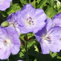 Traumhaftes Terrassenbeet (Doppelte Freude Durch Zwei Ansichtsseiten) -Gartenpflanzen Verkaufsladen 2003046 Traumhaftes 20Terrassenbeet Doppelte 20Freude 20durch 20zwei 20Ansichtsseiten 12