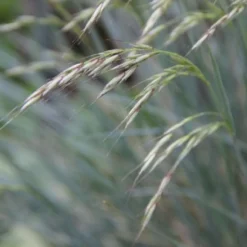 Traumhaftes Terrassenbeet (Doppelte Freude Durch Zwei Ansichtsseiten) -Gartenpflanzen Verkaufsladen 2003046 Traumhaftes 20Terrassenbeet Doppelte 20Freude 20durch 20zwei 20Ansichtsseiten 14