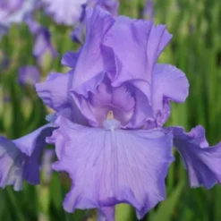 Traumhaftes Terrassenbeet (Doppelte Freude Durch Zwei Ansichtsseiten) -Gartenpflanzen Verkaufsladen 2003046 Traumhaftes 20Terrassenbeet Doppelte 20Freude 20durch 20zwei 20Ansichtsseiten 15