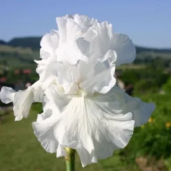 Traumhaftes Terrassenbeet (Doppelte Freude Durch Zwei Ansichtsseiten) -Gartenpflanzen Verkaufsladen 2003046 Traumhaftes 20Terrassenbeet Doppelte 20Freude 20durch 20zwei 20Ansichtsseiten 16