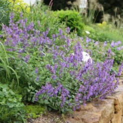 Traumhaftes Terrassenbeet (Doppelte Freude Durch Zwei Ansichtsseiten) -Gartenpflanzen Verkaufsladen 2003046 Traumhaftes 20Terrassenbeet Doppelte 20Freude 20durch 20zwei 20Ansichtsseiten 17