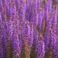 Traumhaftes Terrassenbeet (Doppelte Freude Durch Zwei Ansichtsseiten) -Gartenpflanzen Verkaufsladen 2003046 Traumhaftes 20Terrassenbeet Doppelte 20Freude 20durch 20zwei 20Ansichtsseiten 19