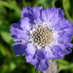 Traumhaftes Terrassenbeet (Doppelte Freude Durch Zwei Ansichtsseiten) -Gartenpflanzen Verkaufsladen 2003046 Traumhaftes 20Terrassenbeet Doppelte 20Freude 20durch 20zwei 20Ansichtsseiten 20