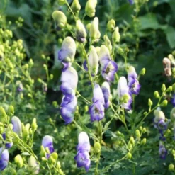 Traumhaftes Terrassenbeet (Doppelte Freude Durch Zwei Ansichtsseiten) -Gartenpflanzen Verkaufsladen 2003046 Traumhaftes 20Terrassenbeet Doppelte 20Freude 20durch 20zwei 20Ansichtsseiten 3