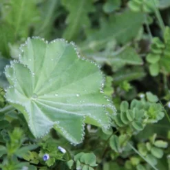 Traumhaftes Terrassenbeet (Doppelte Freude Durch Zwei Ansichtsseiten) -Gartenpflanzen Verkaufsladen 2003046 Traumhaftes 20Terrassenbeet Doppelte 20Freude 20durch 20zwei 20Ansichtsseiten 5