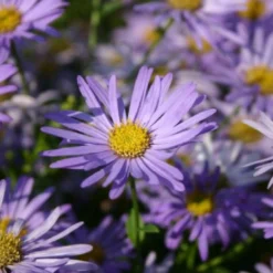 Traumhaftes Terrassenbeet (Doppelte Freude Durch Zwei Ansichtsseiten) -Gartenpflanzen Verkaufsladen 2003046 Traumhaftes 20Terrassenbeet Doppelte 20Freude 20durch 20zwei 20Ansichtsseiten 6