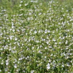 Traumhaftes Terrassenbeet (Doppelte Freude Durch Zwei Ansichtsseiten) -Gartenpflanzen Verkaufsladen 2003046 Traumhaftes 20Terrassenbeet Doppelte 20Freude 20durch 20zwei 20Ansichtsseiten 7