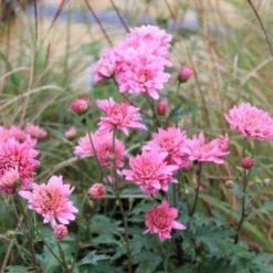 Traumhaftes Terrassenbeet (Doppelte Freude Durch Zwei Ansichtsseiten) -Gartenpflanzen Verkaufsladen 2003046 Traumhaftes 20Terrassenbeet Doppelte 20Freude 20durch 20zwei 20Ansichtsseiten 8