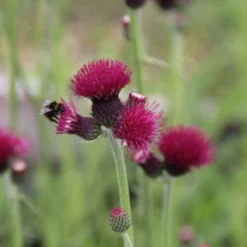 Traumhaftes Terrassenbeet (Doppelte Freude Durch Zwei Ansichtsseiten) -Gartenpflanzen Verkaufsladen 2003046 Traumhaftes 20Terrassenbeet Doppelte 20Freude 20durch 20zwei 20Ansichtsseiten 9