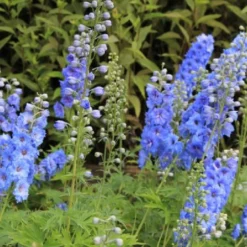 Farbenfrohes Sommerbeet (Leicht Erweiterbare Blütenfreude) 31 Farbenfrohes Sommerbeet (Leicht Erweiterbare Blütenfreude) -Gartenpflanzen Verkaufsladen 2003047 Farbenfrohes 20Sommerbeet Leicht 20erweiterbare 20Bluetenfreude 10