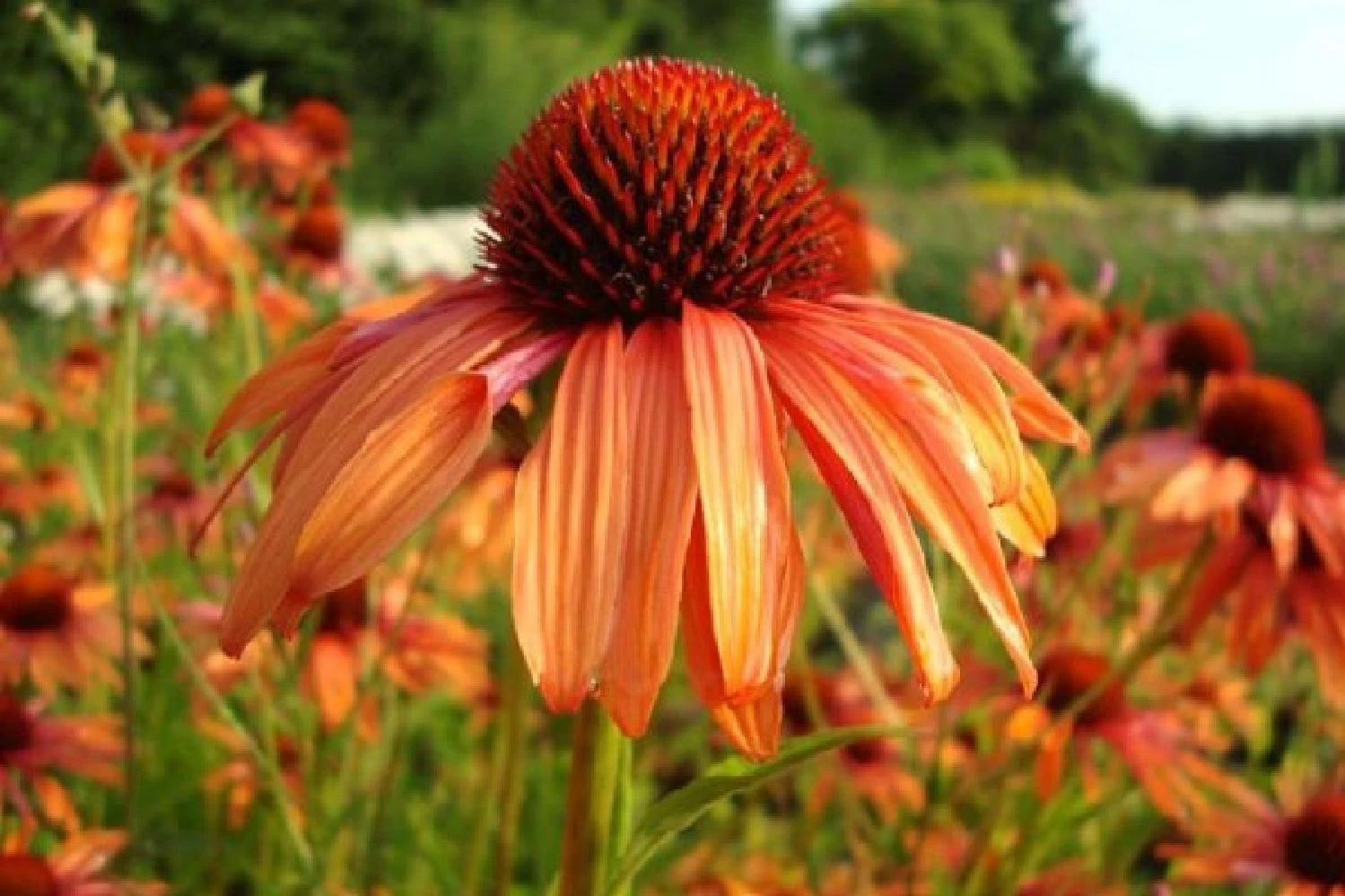 Farbenfrohes Sommerbeet (Leicht Erweiterbare Blütenfreude) 13 Farbenfrohes Sommerbeet (Leicht Erweiterbare Blütenfreude) – Bild 11
