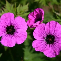 Farbenfrohes Sommerbeet (Leicht Erweiterbare Blütenfreude) 33 Farbenfrohes Sommerbeet (Leicht Erweiterbare Blütenfreude) -Gartenpflanzen Verkaufsladen 2003047 Farbenfrohes 20Sommerbeet Leicht 20erweiterbare 20Bluetenfreude 12