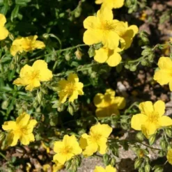 Farbenfrohes Sommerbeet (Leicht Erweiterbare Blütenfreude) 35 Farbenfrohes Sommerbeet (Leicht Erweiterbare Blütenfreude) -Gartenpflanzen Verkaufsladen 2003047 Farbenfrohes 20Sommerbeet Leicht 20erweiterbare 20Bluetenfreude 14