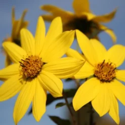 Farbenfrohes Sommerbeet (Leicht Erweiterbare Blütenfreude) 36 Farbenfrohes Sommerbeet (Leicht Erweiterbare Blütenfreude) -Gartenpflanzen Verkaufsladen 2003047 Farbenfrohes 20Sommerbeet Leicht 20erweiterbare 20Bluetenfreude 15