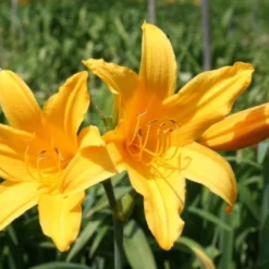 Farbenfrohes Sommerbeet (Leicht Erweiterbare Blütenfreude) 37 Farbenfrohes Sommerbeet (Leicht Erweiterbare Blütenfreude) -Gartenpflanzen Verkaufsladen 2003047 Farbenfrohes 20Sommerbeet Leicht 20erweiterbare 20Bluetenfreude 16