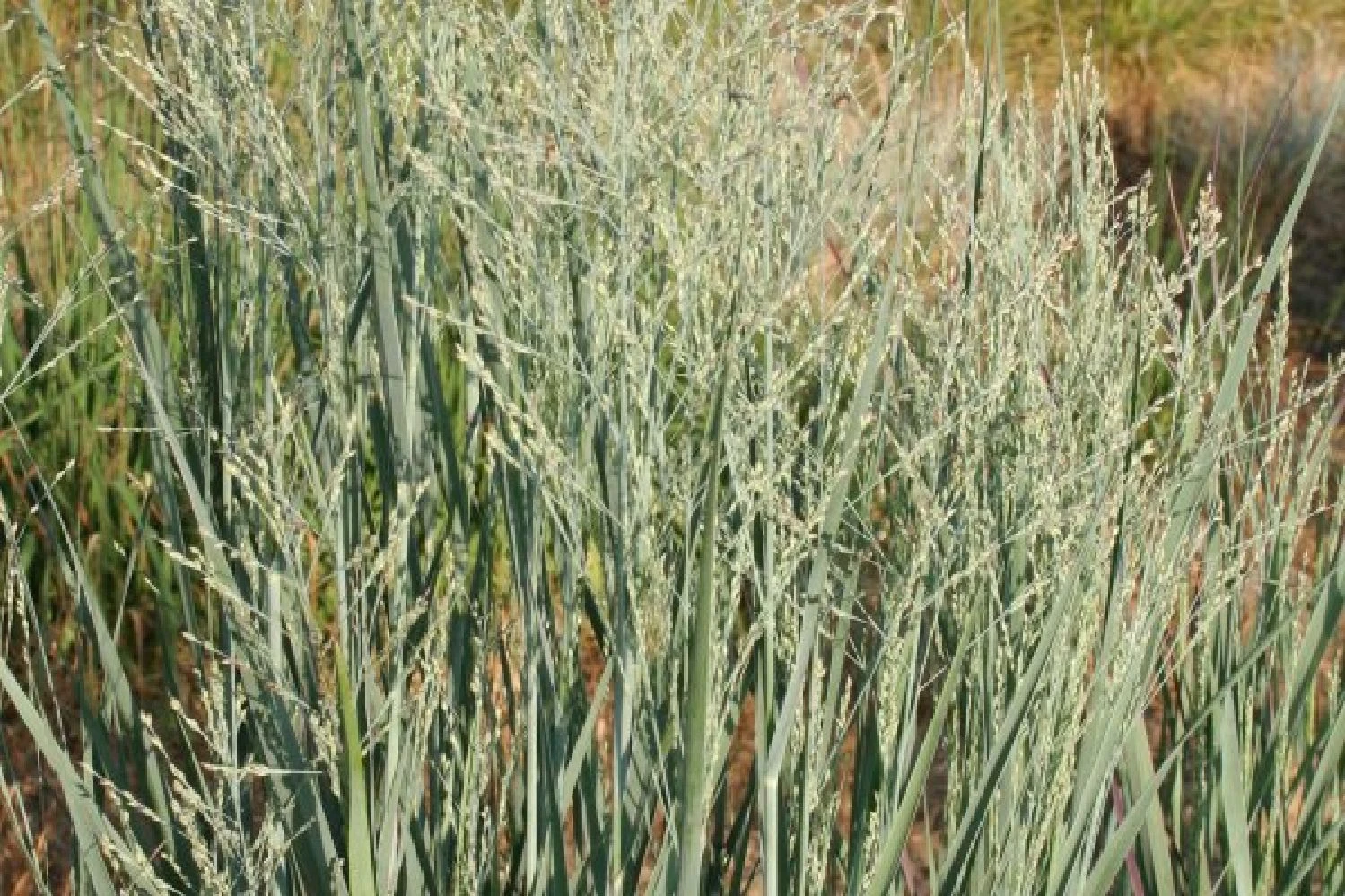 Farbenfrohes Sommerbeet (Leicht Erweiterbare Blütenfreude) 20 Farbenfrohes Sommerbeet (Leicht Erweiterbare Blütenfreude) – Bild 18