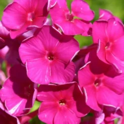 Farbenfrohes Sommerbeet (Leicht Erweiterbare Blütenfreude) 41 Farbenfrohes Sommerbeet (Leicht Erweiterbare Blütenfreude) -Gartenpflanzen Verkaufsladen 2003047 Farbenfrohes 20Sommerbeet Leicht 20erweiterbare 20Bluetenfreude 20