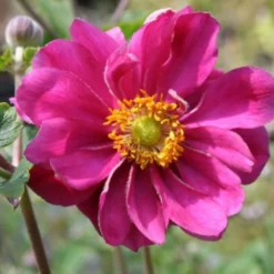 Farbenfrohes Sommerbeet (Leicht Erweiterbare Blütenfreude) 24 Farbenfrohes Sommerbeet (Leicht Erweiterbare Blütenfreude) -Gartenpflanzen Verkaufsladen 2003047 Farbenfrohes 20Sommerbeet Leicht 20erweiterbare 20Bluetenfreude 3