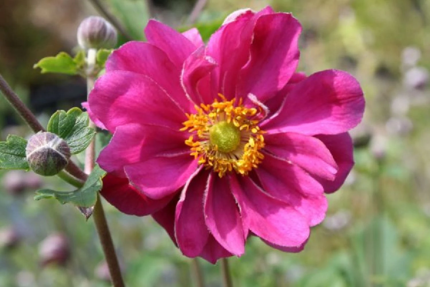 Farbenfrohes Sommerbeet (Leicht Erweiterbare Blütenfreude) 5 Farbenfrohes Sommerbeet (Leicht Erweiterbare Blütenfreude) – Bild 3