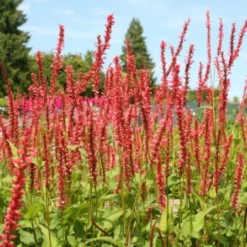 Farbenfrohes Sommerbeet (Leicht Erweiterbare Blütenfreude) 27 Farbenfrohes Sommerbeet (Leicht Erweiterbare Blütenfreude) -Gartenpflanzen Verkaufsladen 2003047 Farbenfrohes 20Sommerbeet Leicht 20erweiterbare 20Bluetenfreude 6