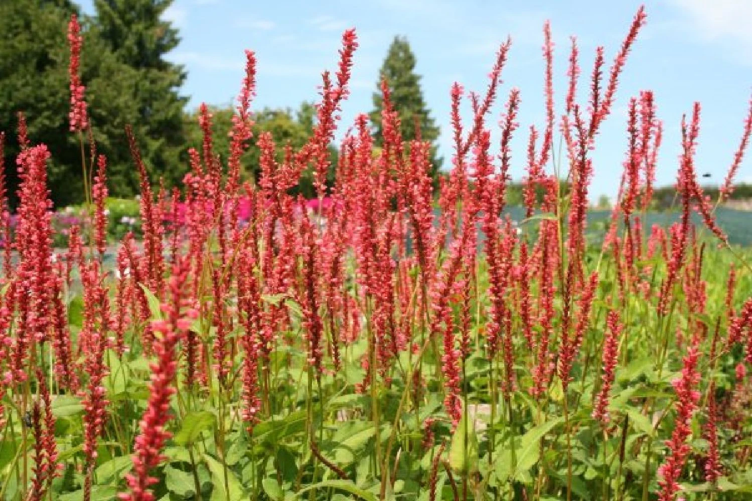 Farbenfrohes Sommerbeet (Leicht Erweiterbare Blütenfreude) 8 Farbenfrohes Sommerbeet (Leicht Erweiterbare Blütenfreude) – Bild 6