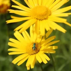 Farbenfrohes Sommerbeet (Leicht Erweiterbare Blütenfreude) 29 Farbenfrohes Sommerbeet (Leicht Erweiterbare Blütenfreude) -Gartenpflanzen Verkaufsladen 2003047 Farbenfrohes 20Sommerbeet Leicht 20erweiterbare 20Bluetenfreude 8