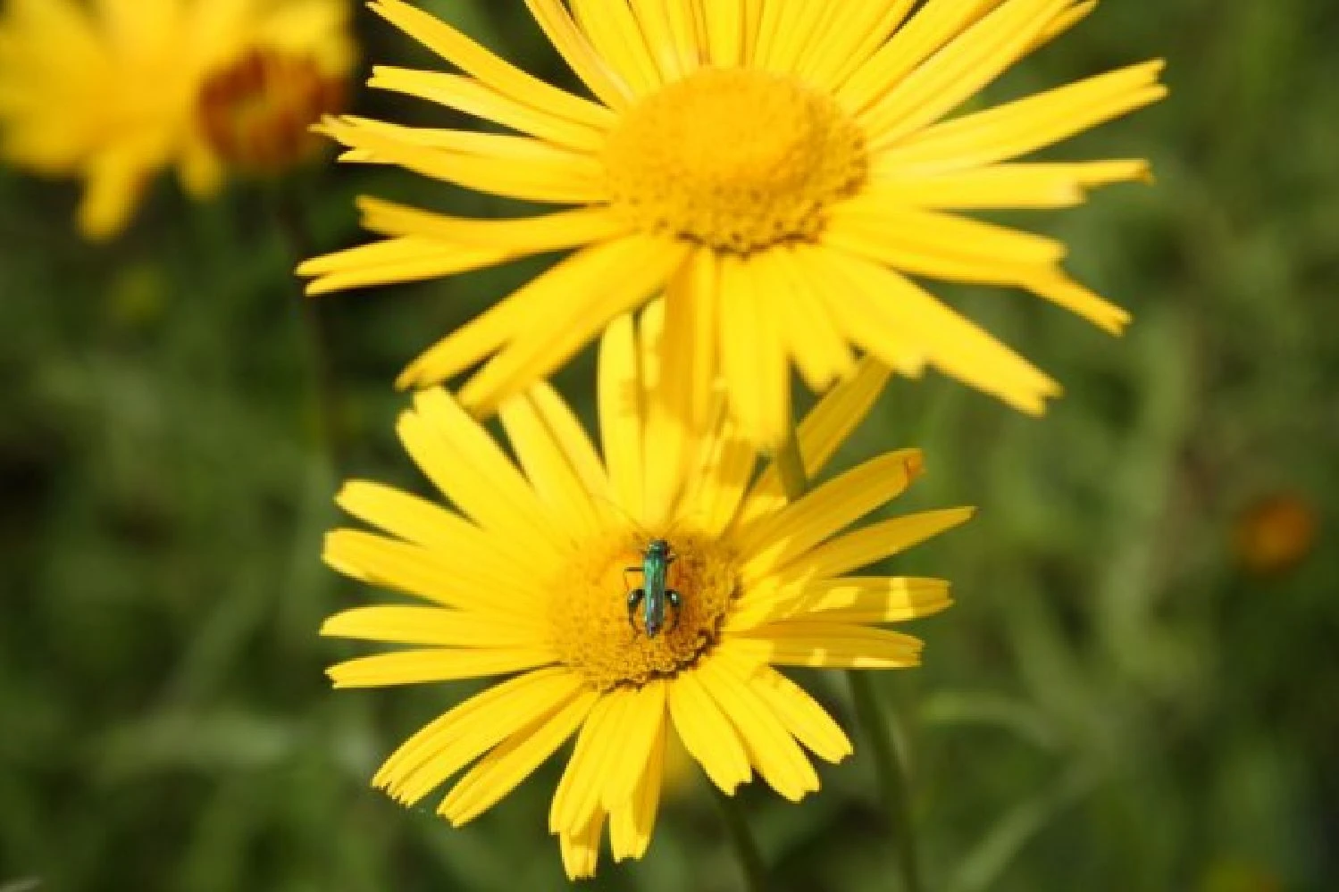 Farbenfrohes Sommerbeet (Leicht Erweiterbare Blütenfreude) 10 Farbenfrohes Sommerbeet (Leicht Erweiterbare Blütenfreude) – Bild 8