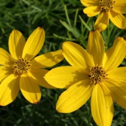 Farbenfrohes Sommerbeet (Leicht Erweiterbare Blütenfreude) 30 Farbenfrohes Sommerbeet (Leicht Erweiterbare Blütenfreude) -Gartenpflanzen Verkaufsladen 2003047 Farbenfrohes 20Sommerbeet Leicht 20erweiterbare 20Bluetenfreude 9